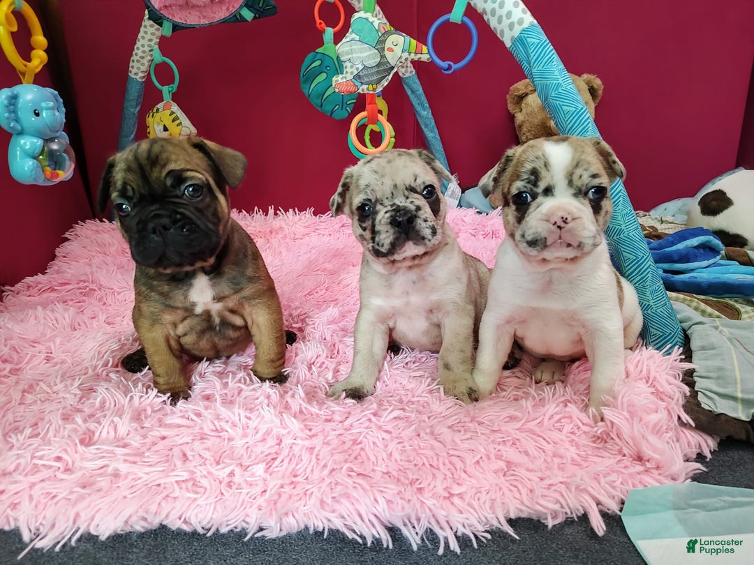 French Bulldog dogs for sale: Apollo Akc 🐾 - Image 19