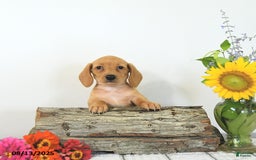 Miniature Dachshund dogs for sale: Miniature Dachshund 5 puppies - Image 11