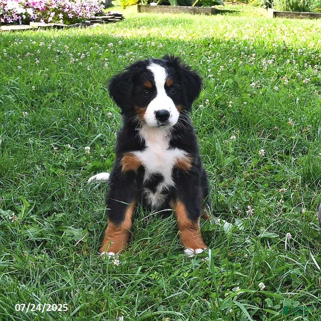 Bernese Mountain Dog dogs for sale: Lael - Image 5