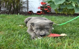 Cane Corso dogs for sale: Ocean - Image 3