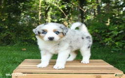 Australian Shepherd dogs for sale: Ashley - Image 3