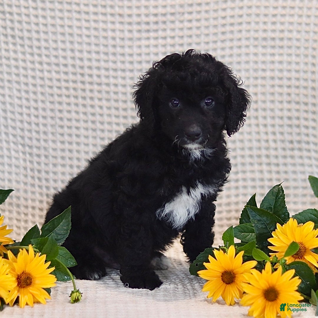 Mini Bernedoodle dogs for sale: Dylan - Image 2
