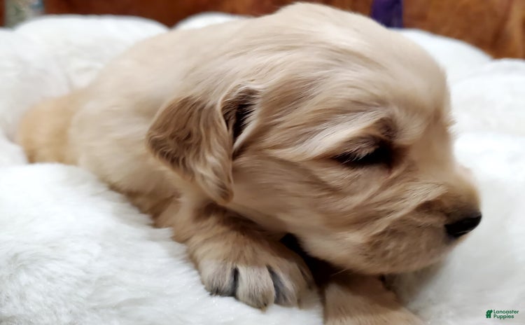 Golden Retriever dogs for sale - Ad 2