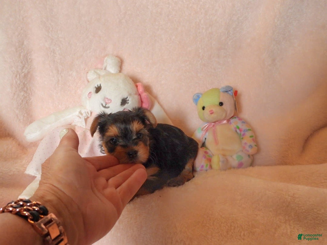 Yorkshire Terrier dogs for sale: Cc - Image 27
