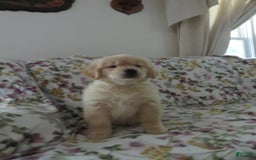 Golden Retriever dogs for sale: Hershey - Image 26