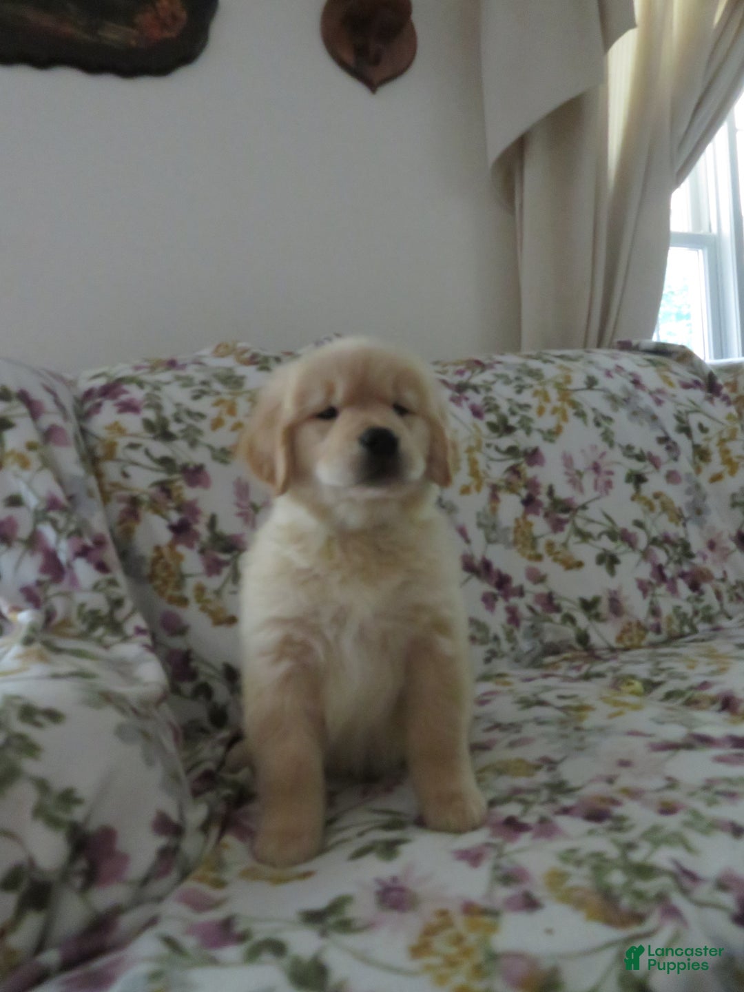 Golden Retriever dogs for sale: Hershey - Image 26