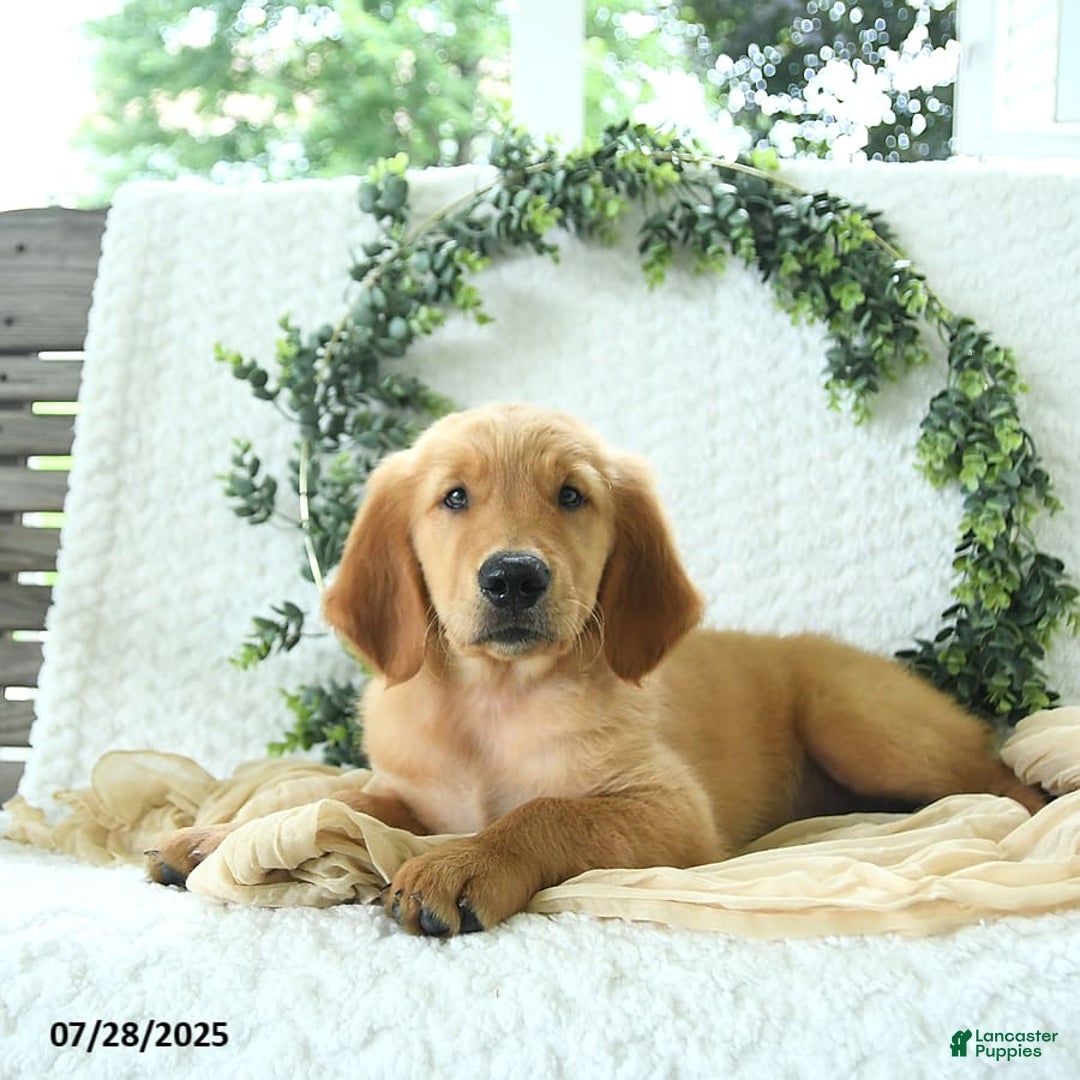 Golden Retriever dogs for sale: Anson - Image 5