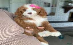 Bernedoodle dogs for sale: Ginger - Image 4