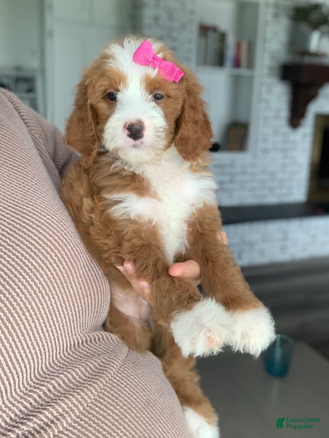 Bernedoodle dogs for sale: Ginger - Image 4