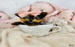 Yorkshire Terrier dogs for sale: Jill - Image 2