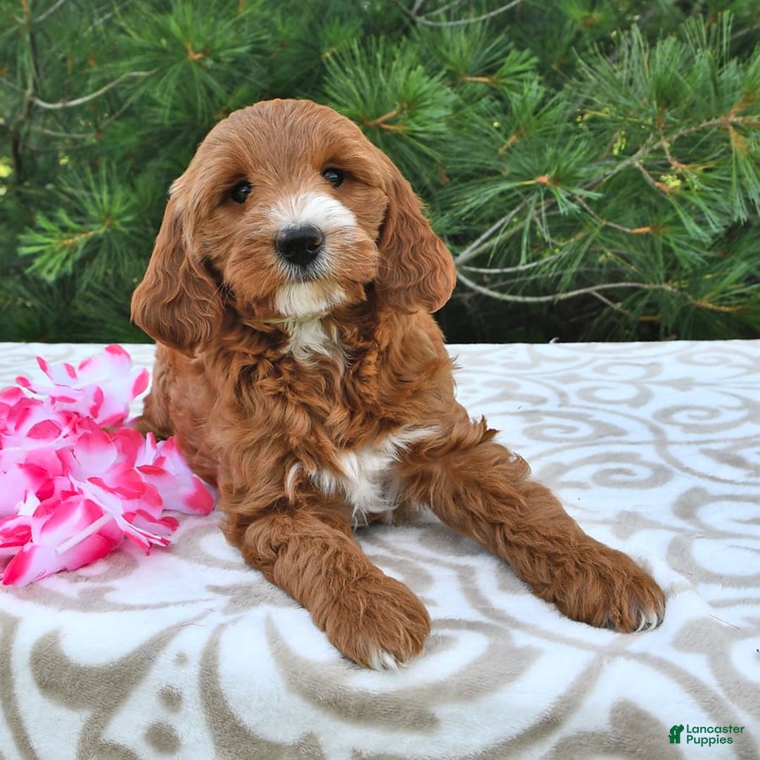 Mini Goldendoodle dogs for sale: Dixie - Image 9