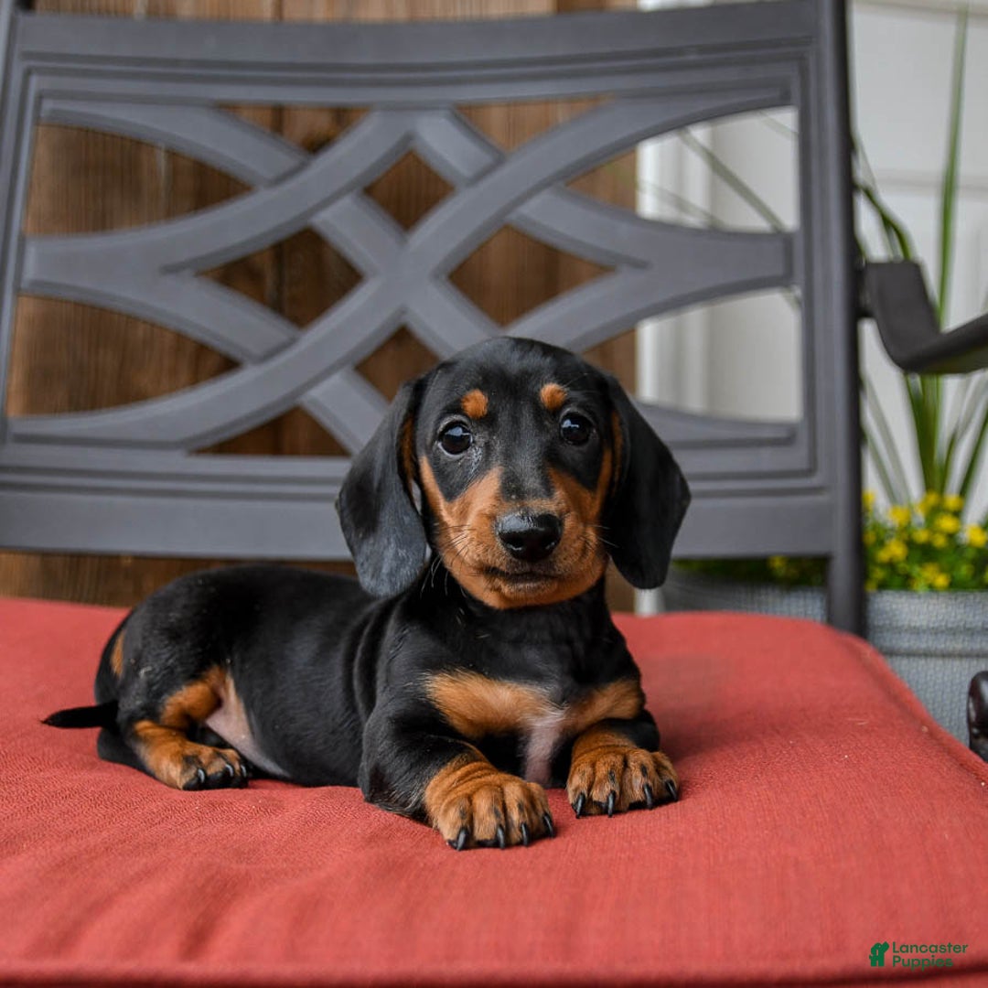 Miniature Dachshund dogs for sale: Axle - Image 5