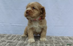 Cocker Spaniel dogs for sale: Sugar - Image 8