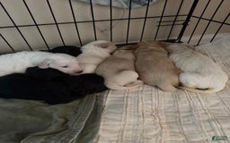Goldendoodle dogs for sale: Littler 6 Pups! - Image 2