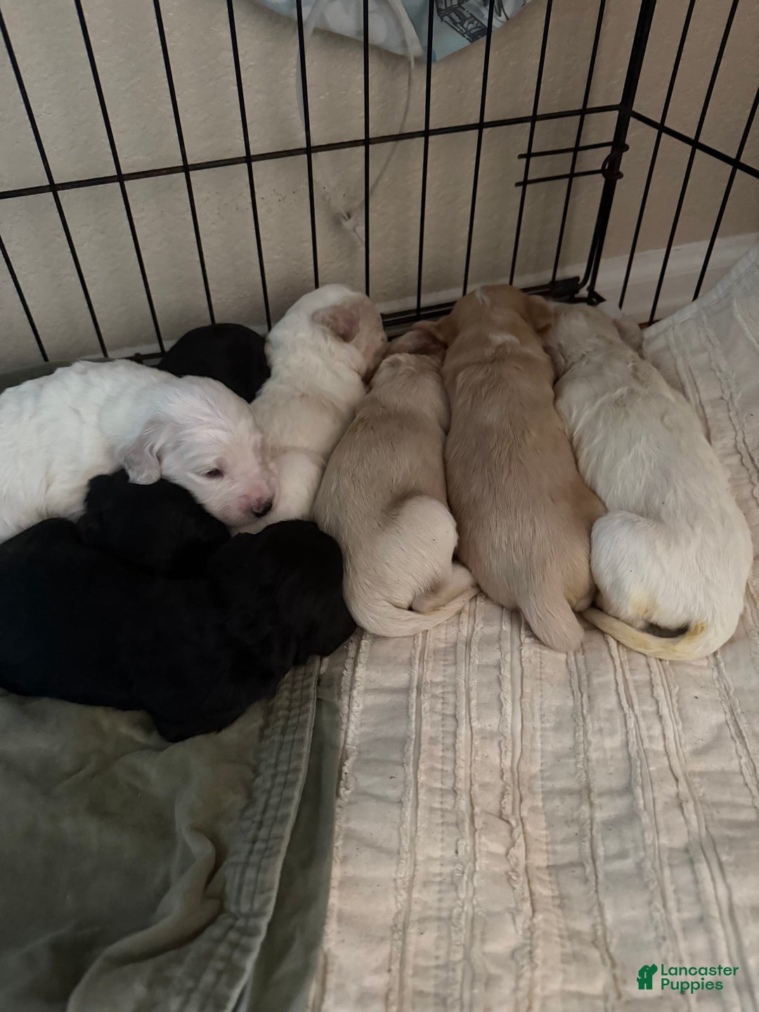 Goldendoodle dogs for sale: Littler 6 Pups! - Image 2