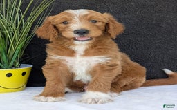 Goldendoodle dogs for sale: Mikey - Image 1