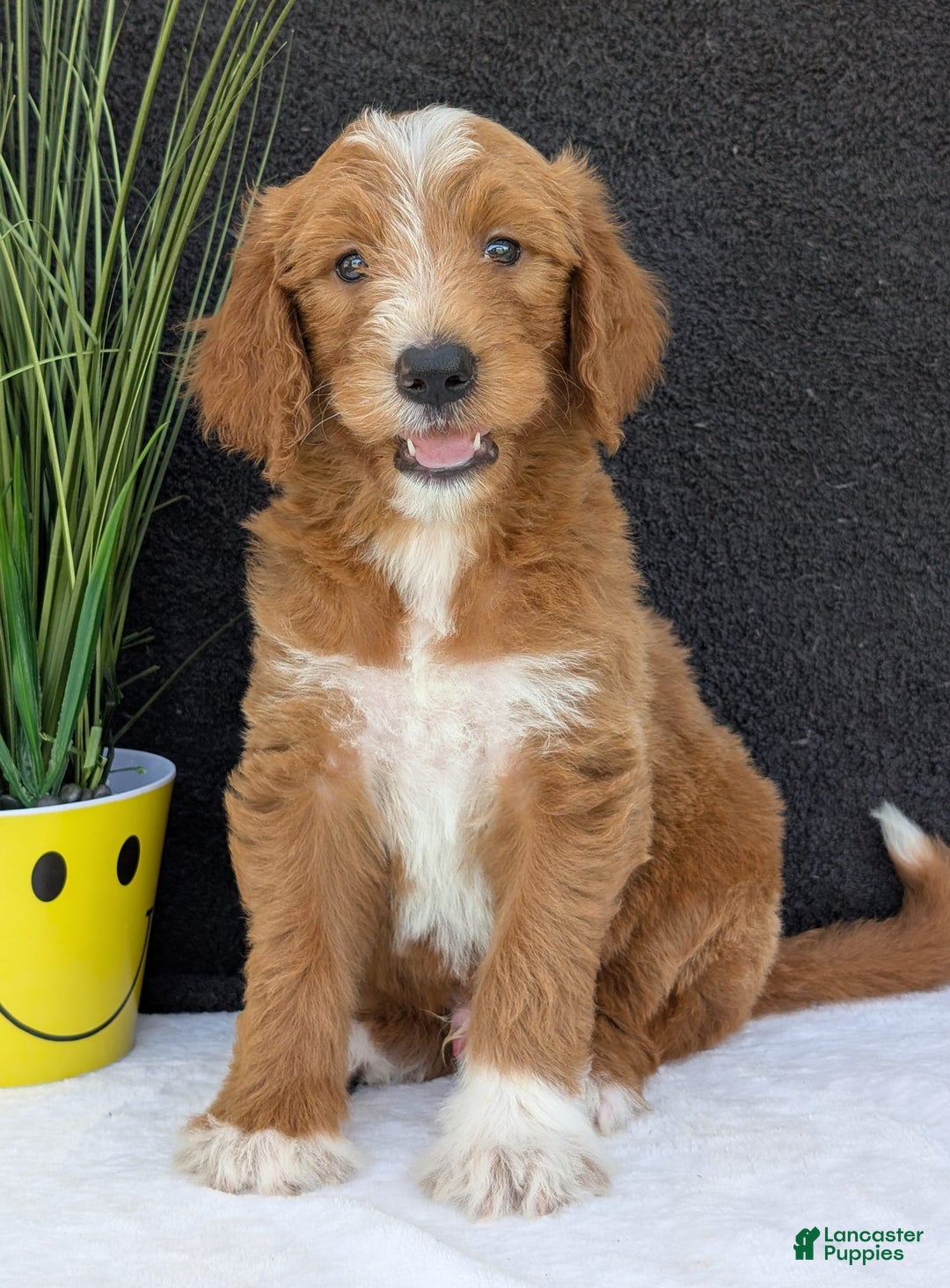 Goldendoodle dogs for sale: Mikey - Image 1