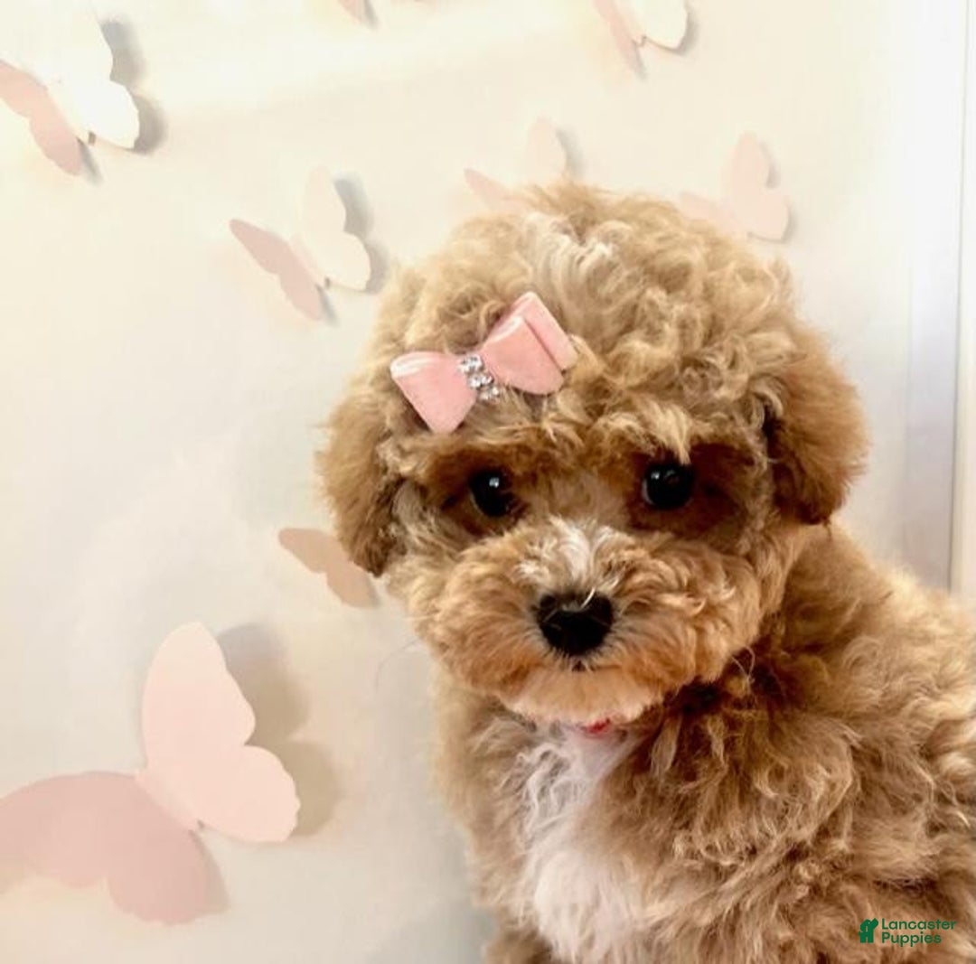 Toy Poodle dogs for sale: Primrose - Image 2