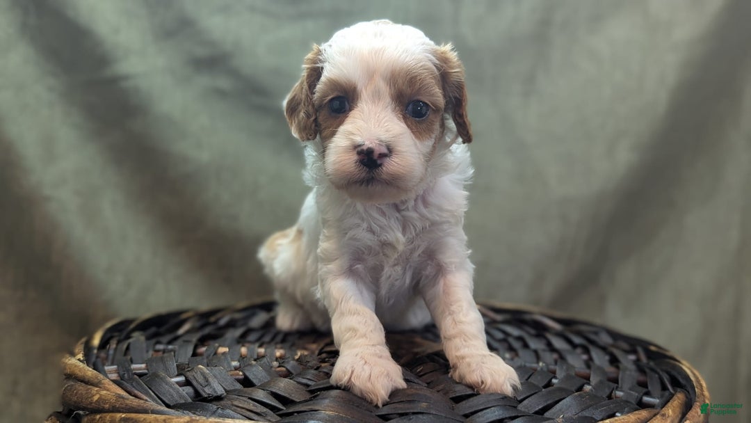 Cavapoo dogs for sale: Buzz - Image 7