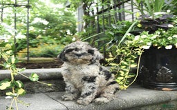 Cavapoo dogs for sale: Rosie - Image 2