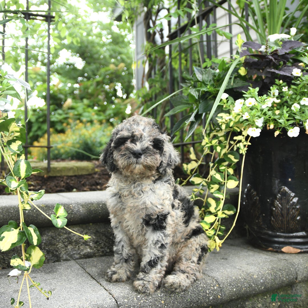 Cavapoo dogs for sale: Rosie - Image 2
