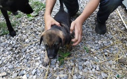 Norwegian Elkhound dogs for sale: Roscoe - Image 5