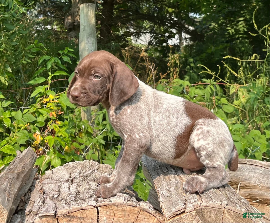 German Shorthaired Pointer dogs for sale: GSP - Image 1