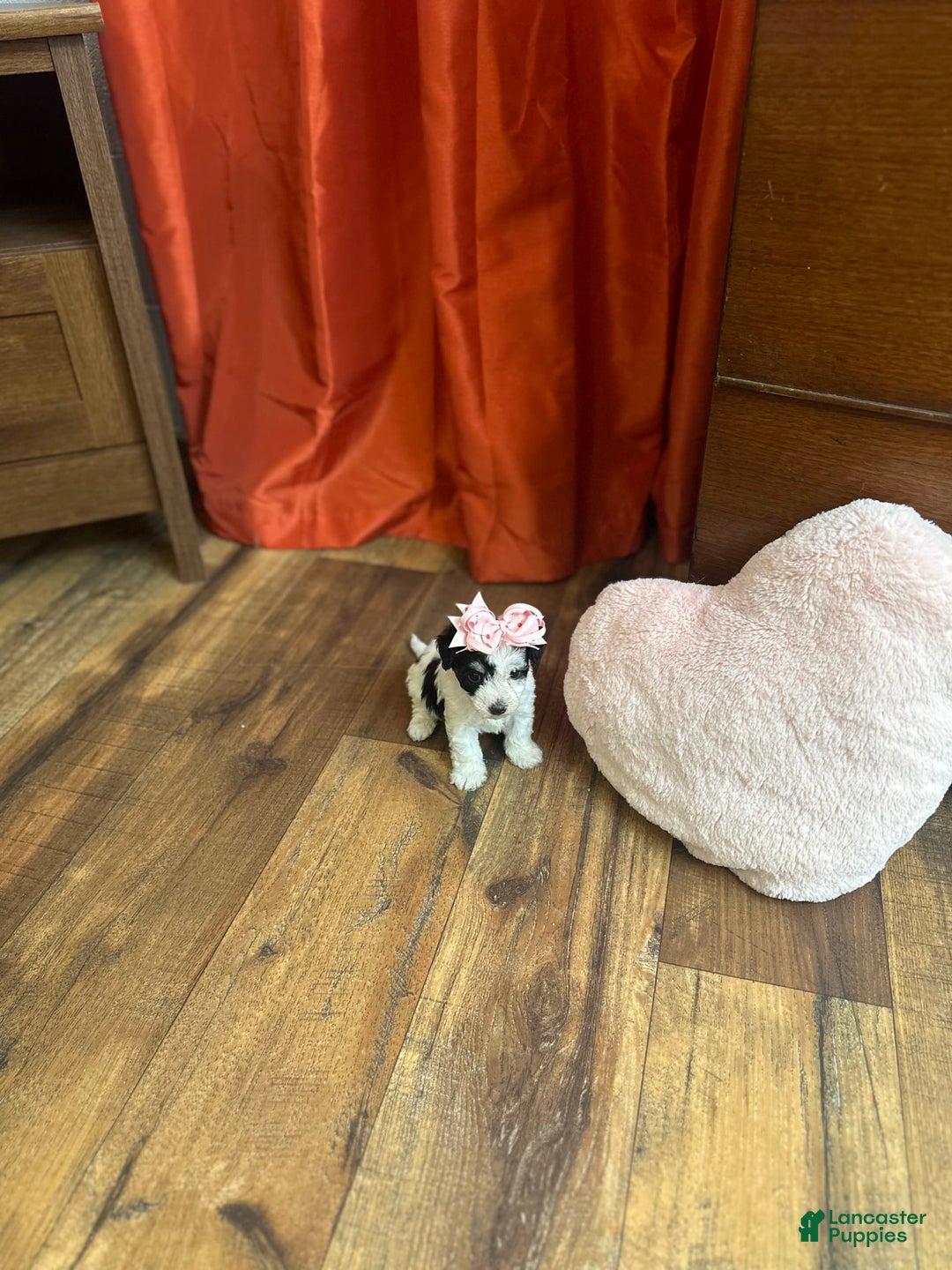 Yorkiepoo dogs for sale: Cherry - Image 8