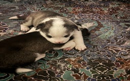 Siberian Husky dogs for sale: Baby D - Image 2