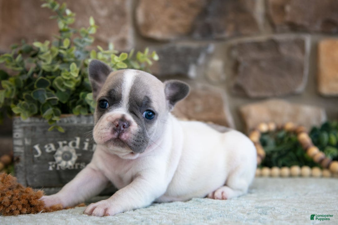 French Bulldog dogs for sale: Ashley - Image 1