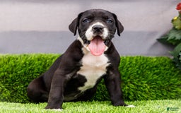 Great Dane dogs for sale: Kathy - Image 2
