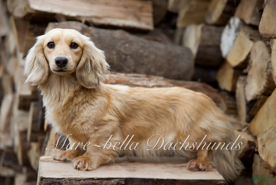 Miniature Dachshund dogs for sale: Davy - Image 6