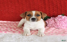 Jack Russell Terrier dogs for sale: Rusty - Image 3