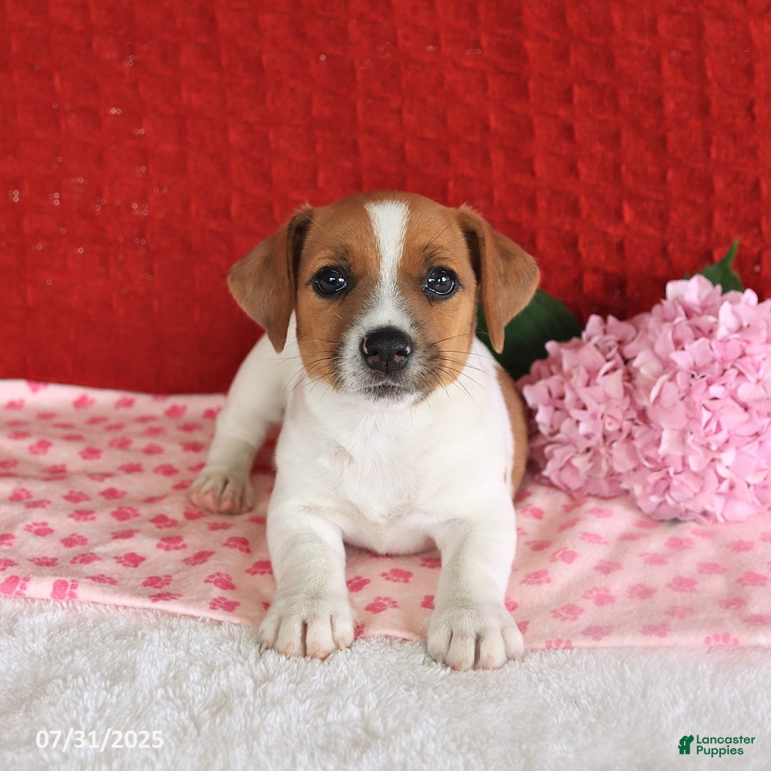 Jack Russell Terrier dogs for sale: Rusty - Image 3