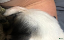 Great Pyrenees dogs for sale: Tinker Bell - Image 2