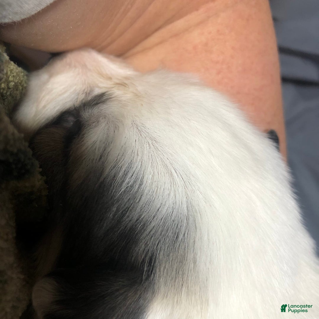 Great Pyrenees dogs for sale: Tinker Bell - Image 2