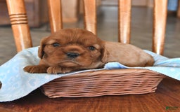 Cavalier King Charles Spaniel dogs for sale: Charlie - Image 3