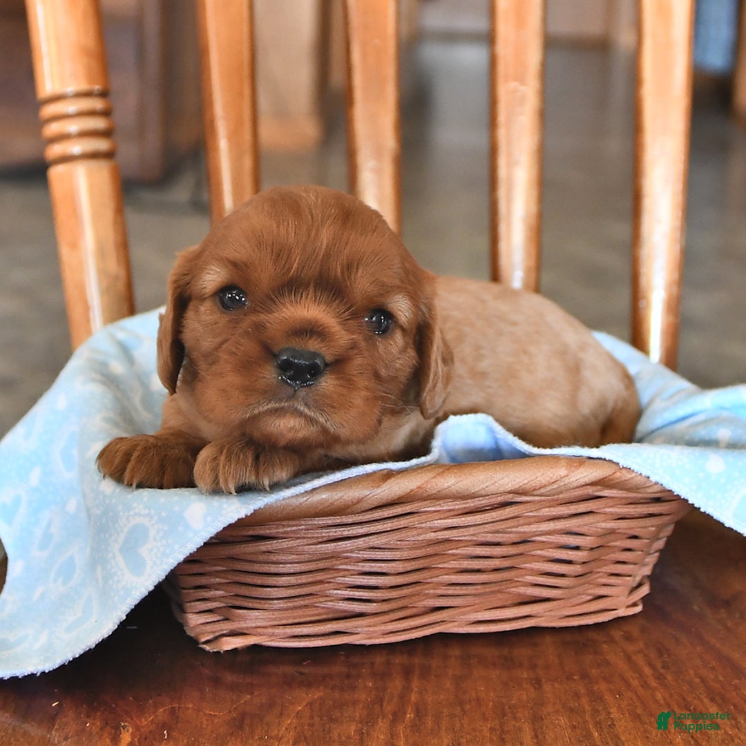 Cavalier King Charles Spaniel dogs for sale: Charlie - Image 3