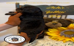 Mini Bernedoodle dogs for sale: Aelas Yellow Boy - Image 3