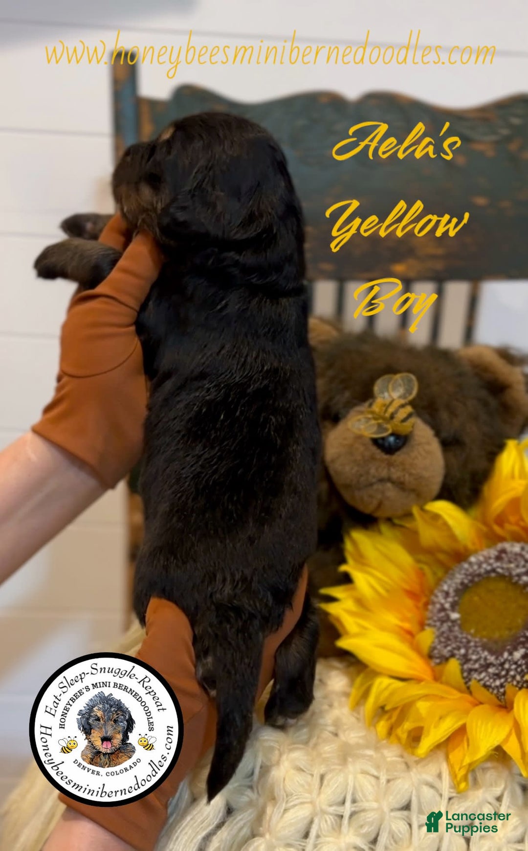 Mini Bernedoodle dogs for sale: Aelas Yellow Boy - Image 3