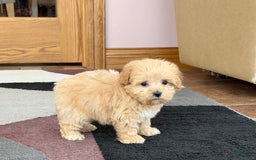 Maltipoo dogs for sale: Tiny - Image 10