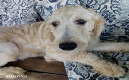 Goldendoodle dogs for sale: Sara - Image 1