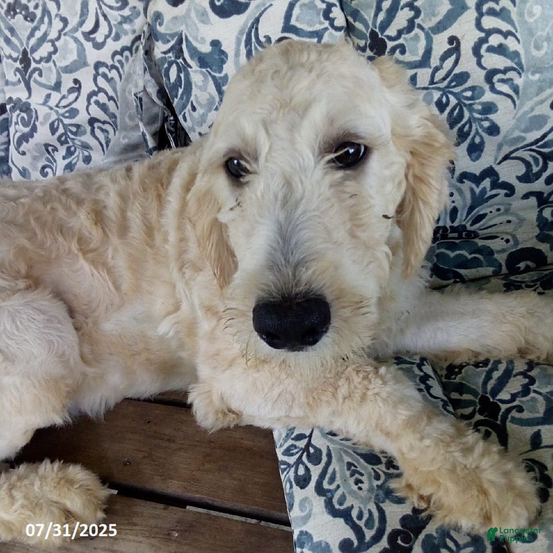 Goldendoodle dogs for sale: Sara - Image 1