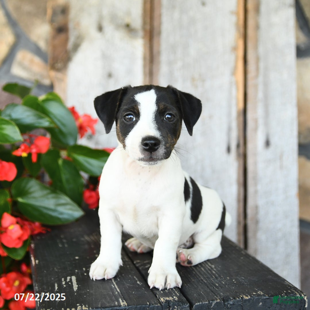 Jack Russell Terrier dogs for sale: Rusty - Image 1