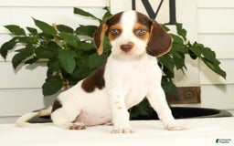 Beagle dogs for sale: Primrose - Image 8