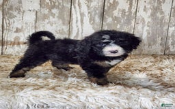 Bernedoodle dogs for sale: Christa - Image 7