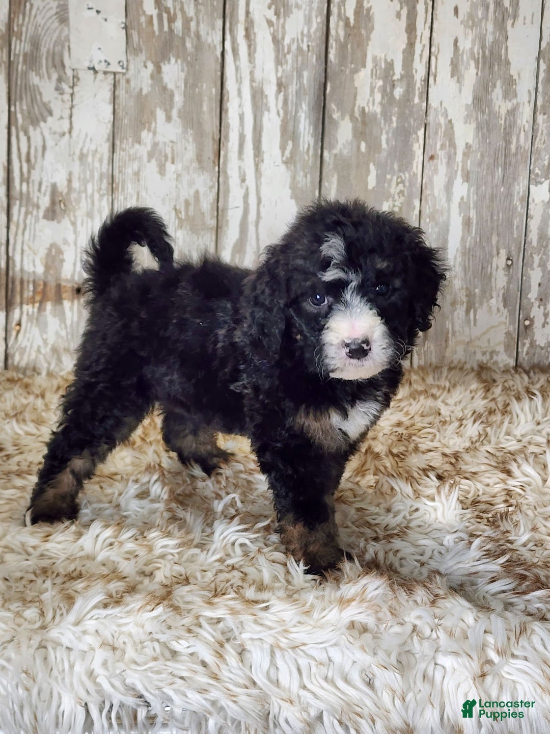 Bernedoodle dogs for sale: Christa - Image 7