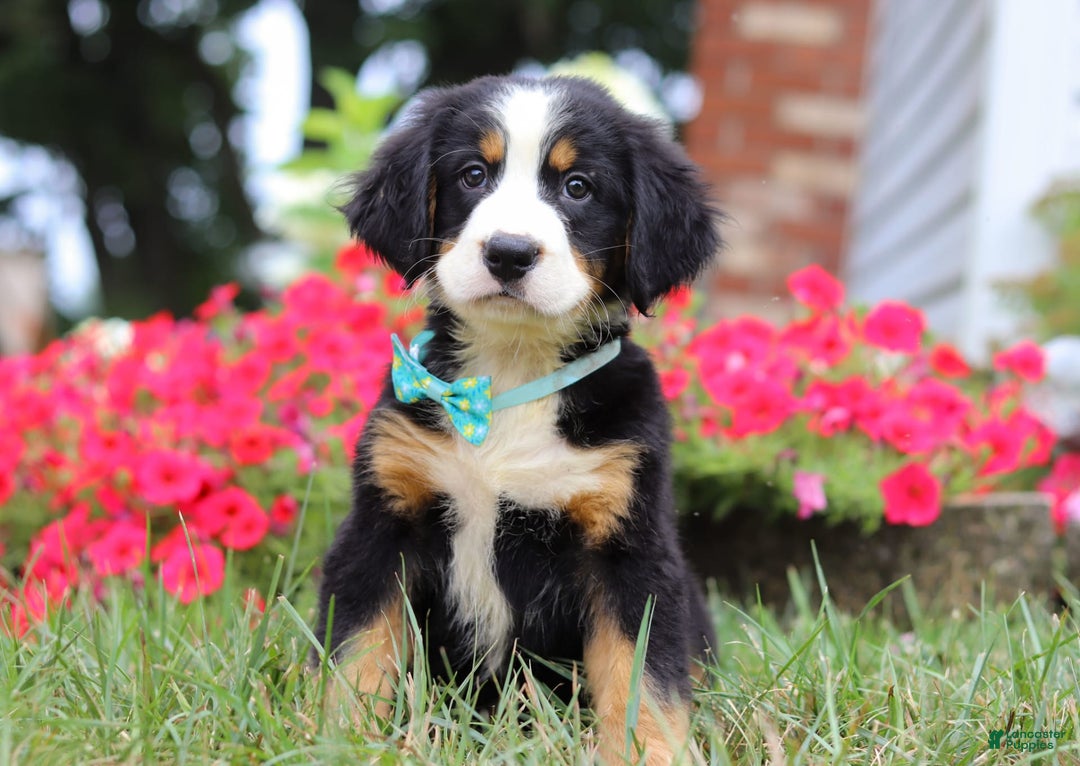 Bernese Mountain Dog dogs for sale: Koda - Image 6