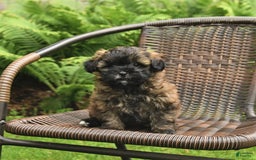 Shihpoo dogs for sale: Jonah - Image 3