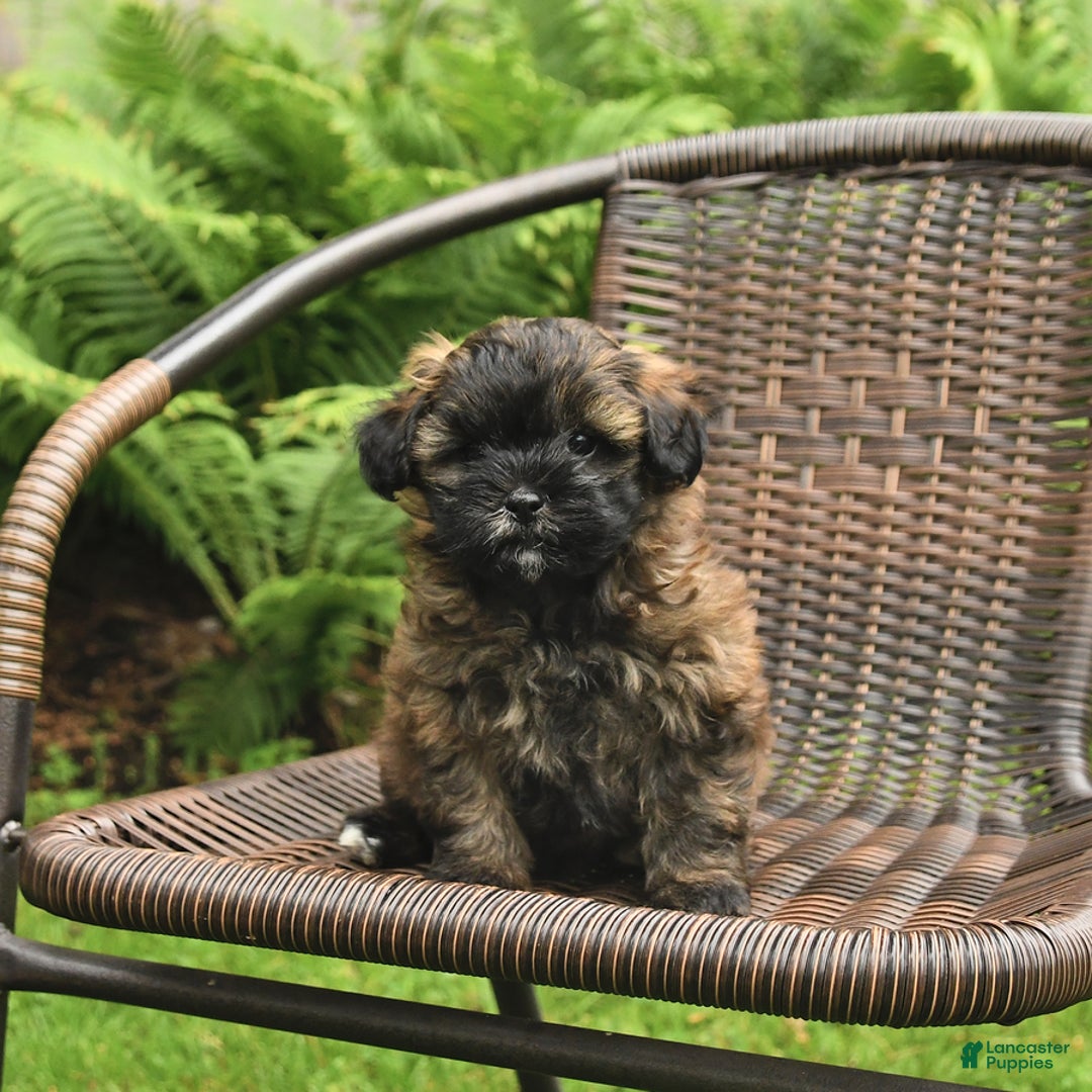 Shihpoo dogs for sale: Jonah - Image 3